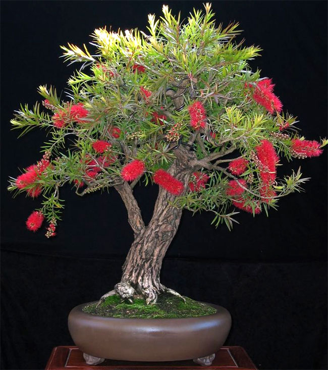 Stiff Bottlebrush Bonsai Tree