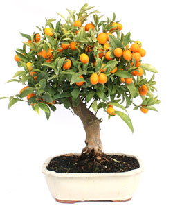 Sweet Orange Bonsai Tree