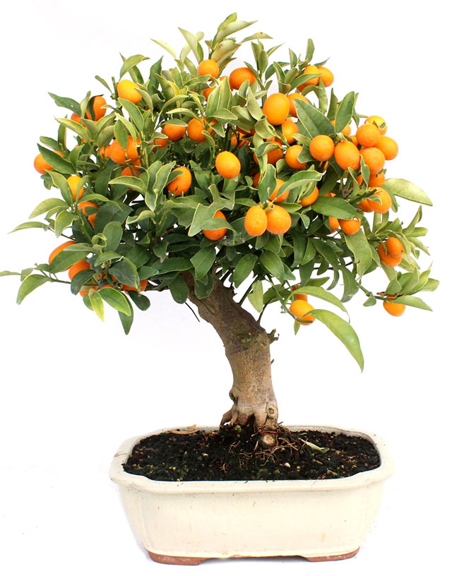 Sweet Orange Bonsai Tree