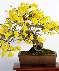 Winter Jasmine Bonsai Tree