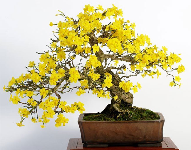 Winter Jasmine Bonsai Tree