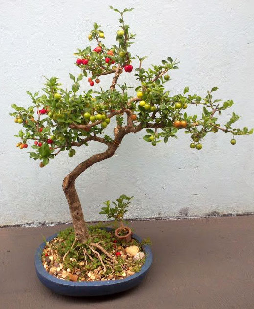 Barbados Cherry Bonsai Tree