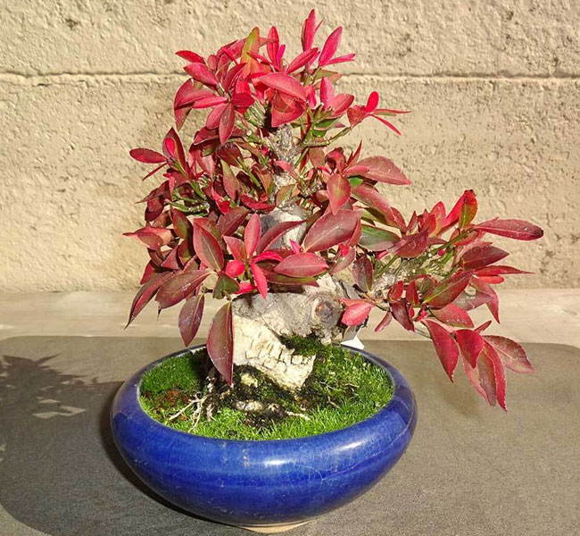 Burning Bush Bonsai Tree