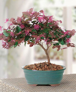 Chinese Fringe Flower Bonsai Tree