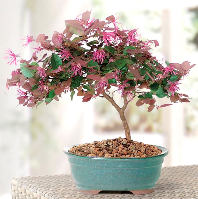 Chinese Fringe Flower Bonsai Tree