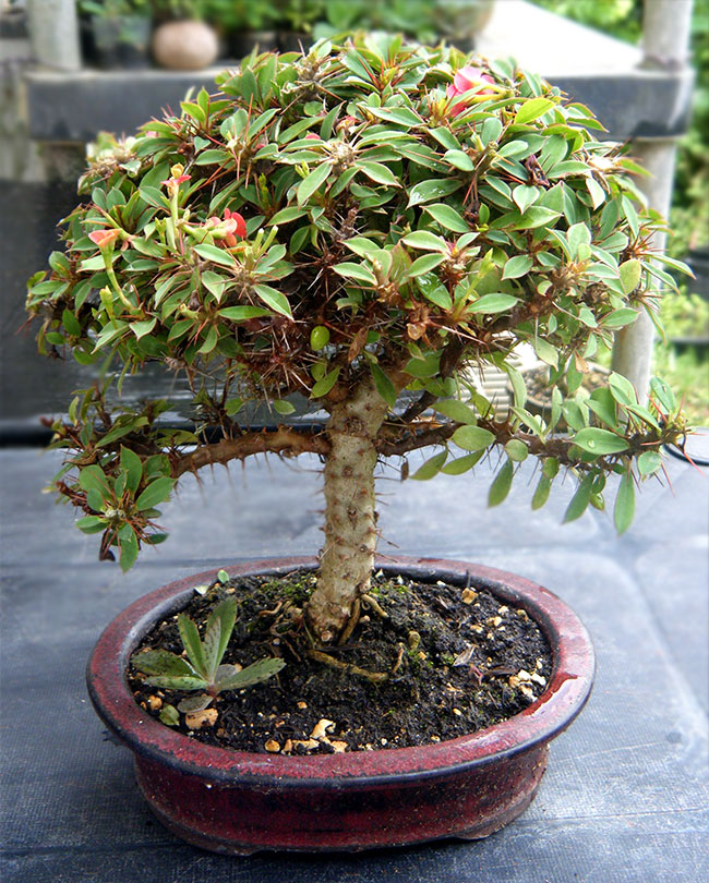 Crown Of Thorns Bonsai Tree