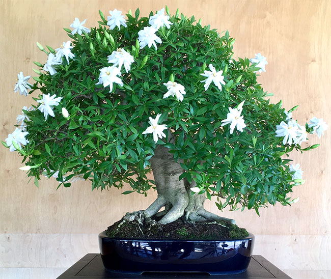 Dwarf Jasmine Bonsai Tree