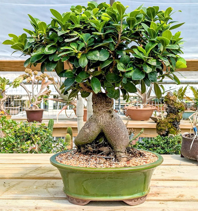 Ginseng Ficus Bonsai Tree