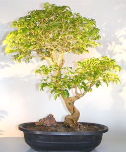 Glossy Privet Bonsai Tree