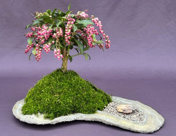 Japanese Andromeda Bonsai Tree