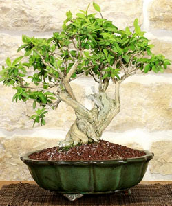 Japanese Honeysuckle Bonsai Tree