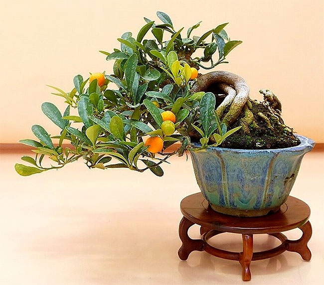 Marumi Kumquat Bonsai Tree