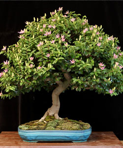 Lavender Star Flower Bonsai Tree