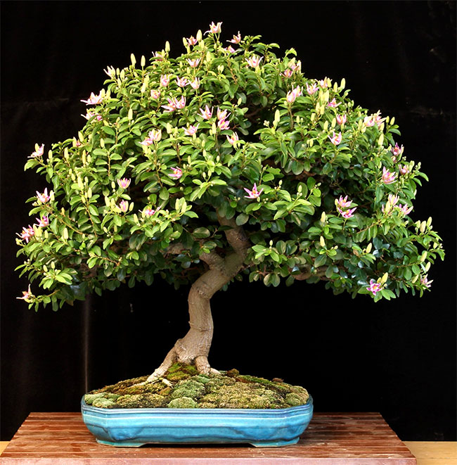 Lavender Star Flower Bonsai Tree