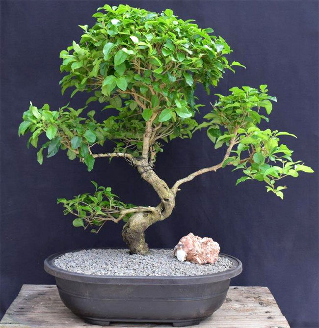 Lignum Vitae Bonsai Tree