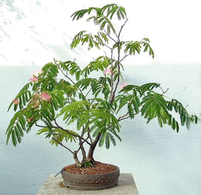 Mimosa Bonsai Tree