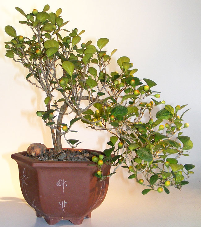 Mistletoe Fig Bonsai Tree