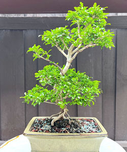 Neea Bonsai Tree