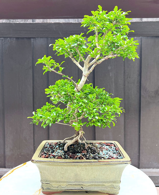 Neea Bonsai Tree