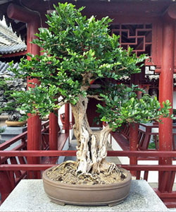 Orange Jasmine Bonsai Tree