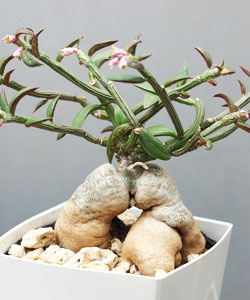 Red Monadenium Bonsai Tree