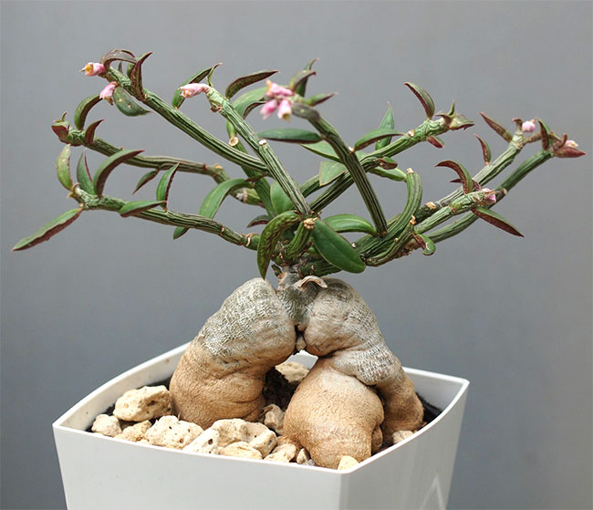 Red Monadenium Bonsai Tree