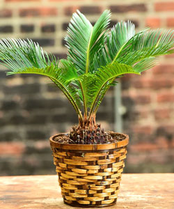 Sago Palm Bonsai Tree