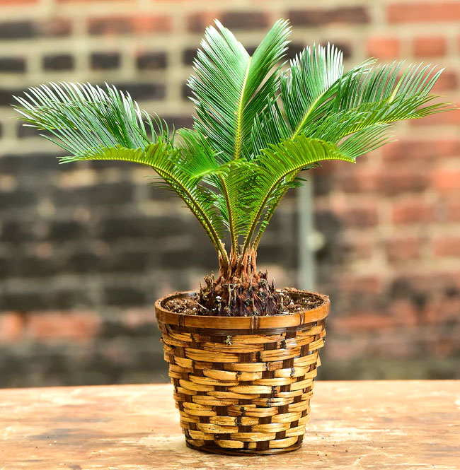 Sago Palm Bonsai Tree