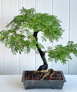 Sickle Bush Bonsai Tree