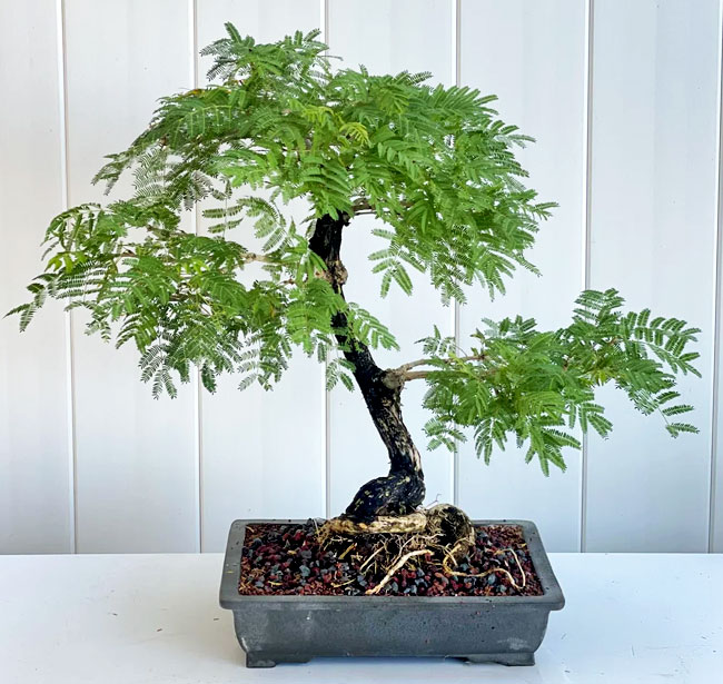 Sickle Bush Bonsai Tree