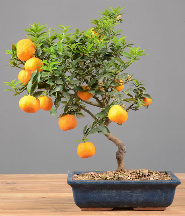 Tangerine Bonsai Tree