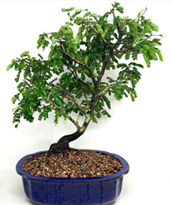 Texas Ebony Bonsai Tree