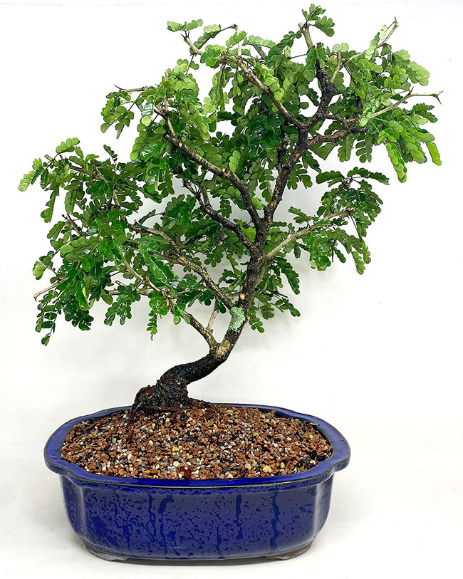 Texas Ebony Bonsai Tree