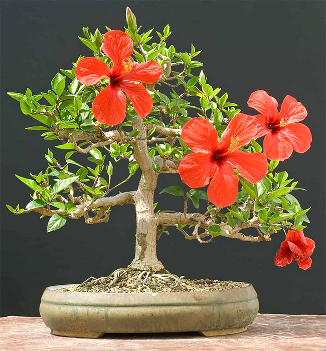 Turk’s Cap Bonsai Tree