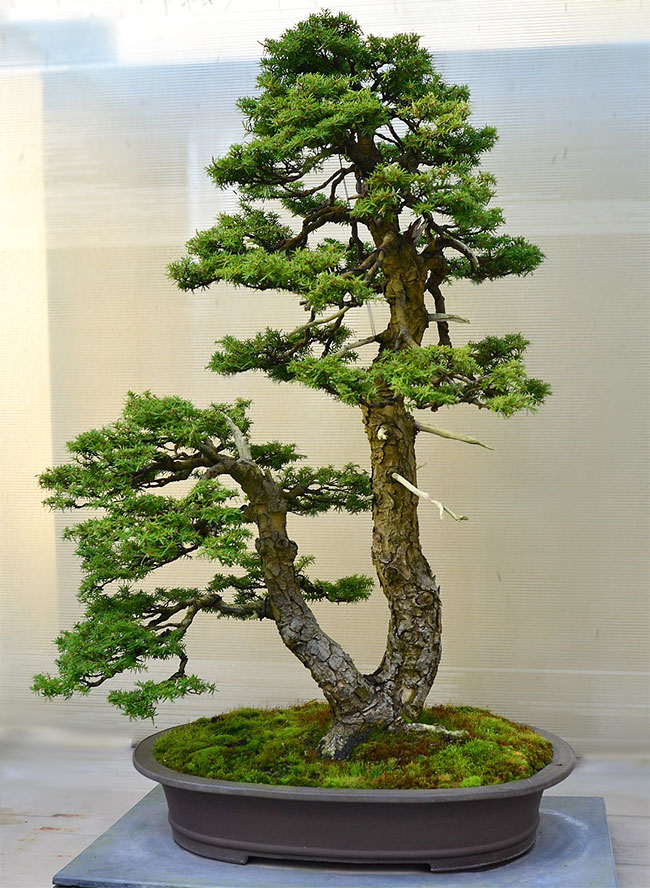 Western Hemlock Bonsai Tree