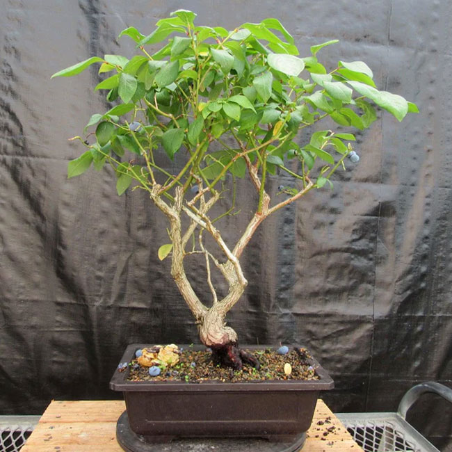 Top Hat Blueberry Bonsai Tree