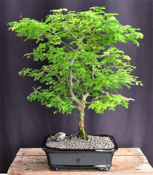 Brazilian Rain Tree Bonsai