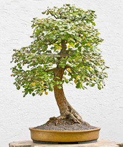 Common Pear Bonsai Tree