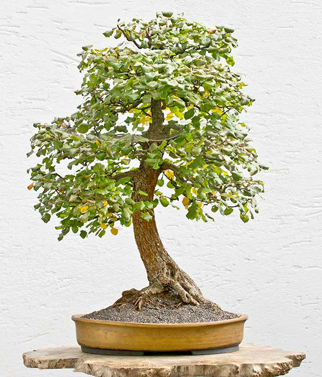 Common Pear Bonsai Tree