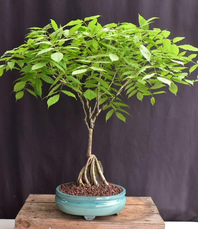 Japanese Wisteria Bonsai Tree