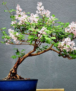 Korean Lilac Bonsai Tree