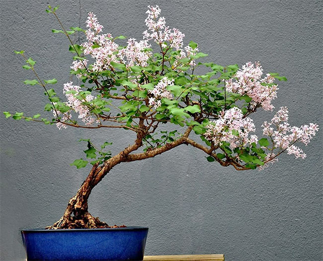 Korean Lilac Bonsai Tree