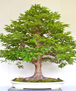 Pin Oak Bonsai Tree