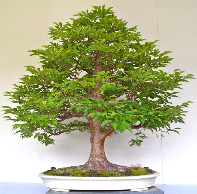 Pin Oak Bonsai Tree