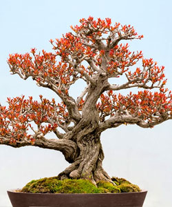 Pomegranate Bonsai Tree