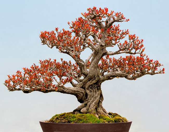 Pomegranate Bonsai Tree