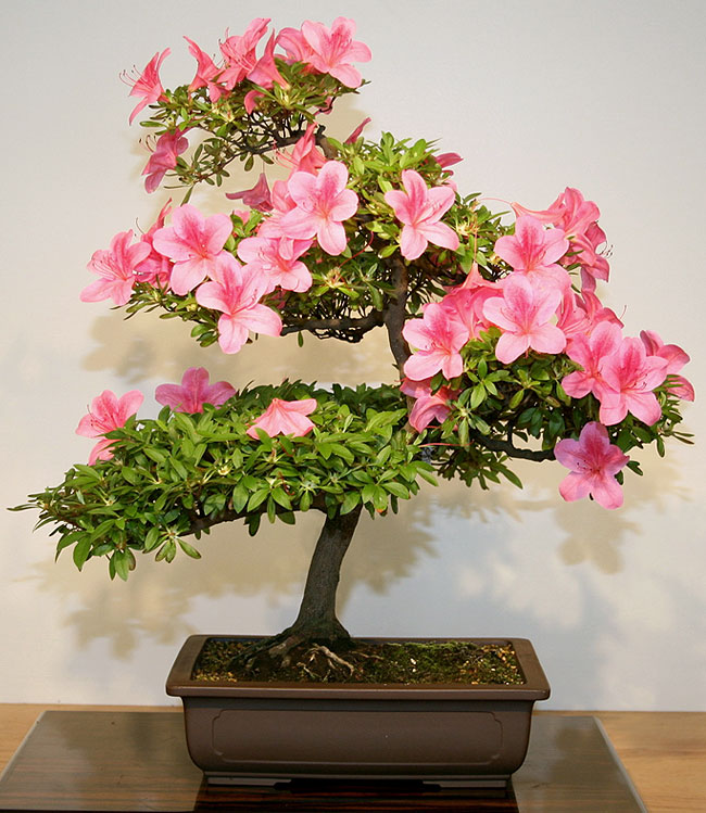 Satsuki Azalea Bonsai Tree