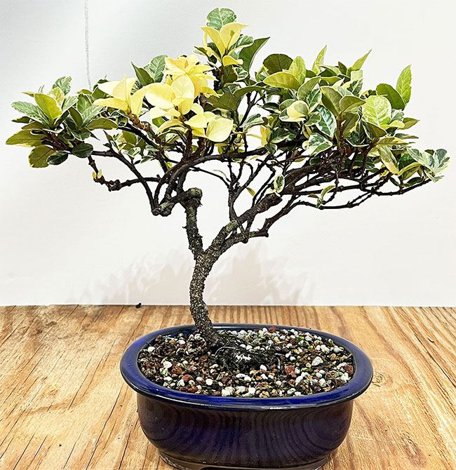 Star Jasmine Bonsai Tree