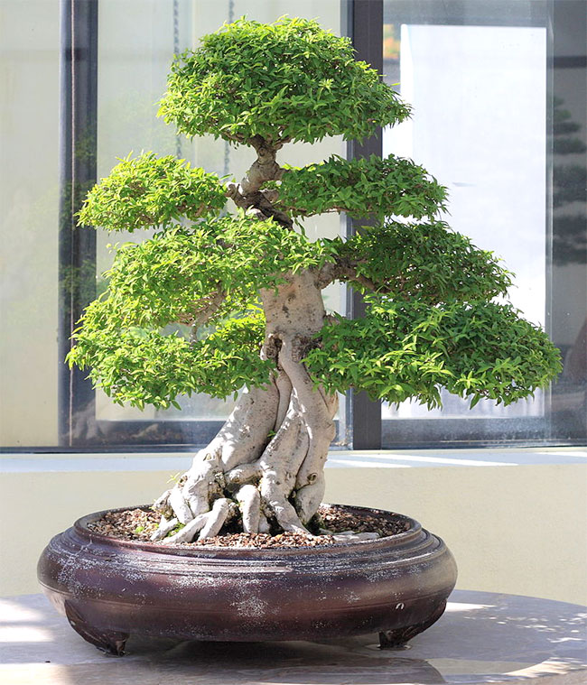 Water Jasmine Bonsai Tree