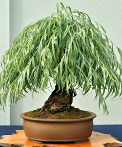 Weeping Willow Bonsai Tree